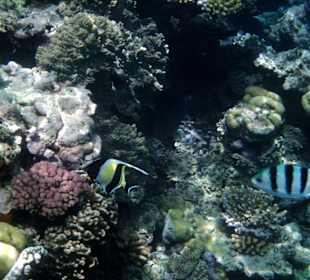 Faszinierende Unterwasserwelt