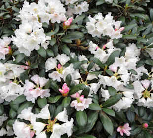 Impressionen aus dem Rhododendronpark Gristede