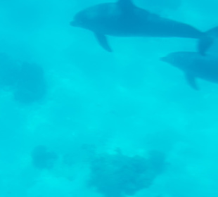 Delfin Tour Makadi Bay