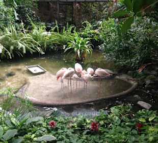 24h Mini Stress Gehege für Flamingos!