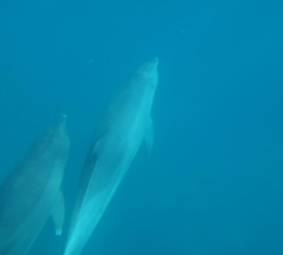 Im Wasser mit den Delphinen