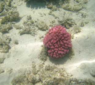 Ganz schön geschnorchelt!