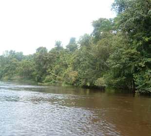 Der Orinoco
