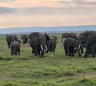 Afrikanischer Elefant 