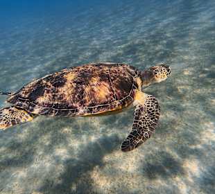 Schnorcheln Abu Dabbab