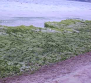 Algenteppich am Strand