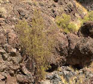 Roślinność Gór Gran Canaria