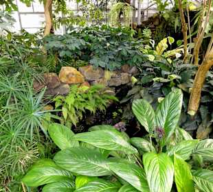 Tropenhaus im Botanischen Garten