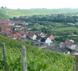 Escherndorf: Eindrücke einer Weinbergeswanderung