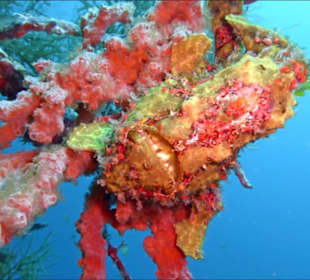 Froggi Guenters Wall Leyte