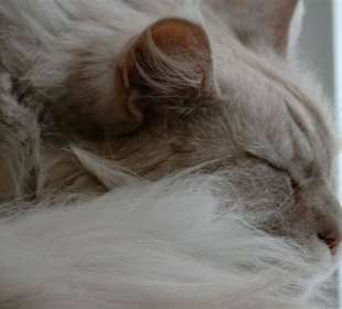 Schlafende Katze