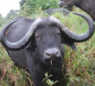 Büffel