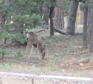 Vor dem Hotel laufen die Tiere 