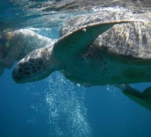Schildkröte in Abu Dabab
