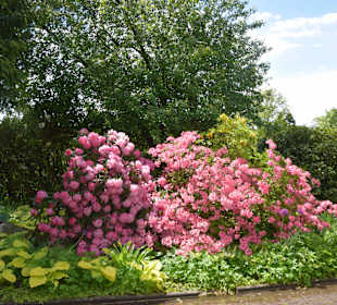 Rhododendron