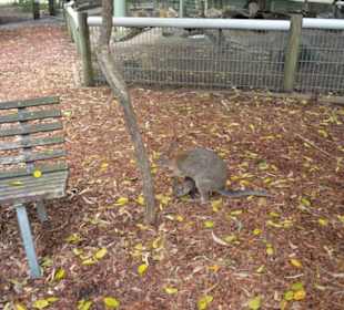 Feather Dale Wildlife Park