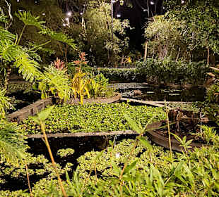 Ein kleiner See mit Seerosen 