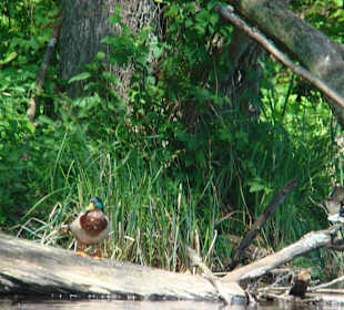 Malownicza rzeka Krutyń