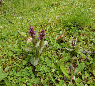 Geflecktes Knabenkraut