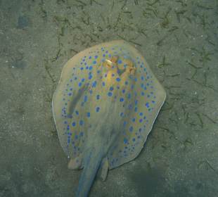 Blaupunktrochen Coraya-Bucht