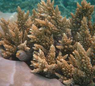 Schnorcheln: Muräne