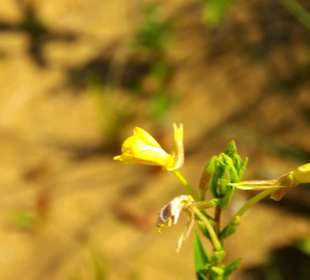 Trockenheit pur und Blüte