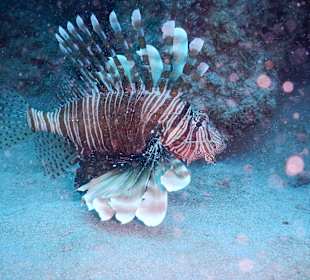 Unterwasserwelt Mauritius 1