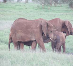 Elefanten in Tsavo West