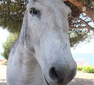 Und Esel....HOLA.....