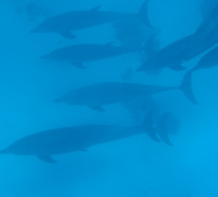 Delfine weniger in Spiellaune