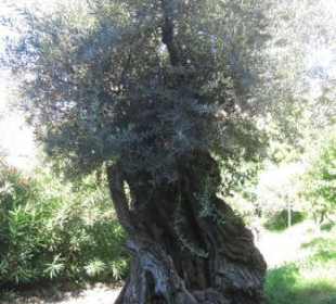 700 Jahre alter Olivenbaum aus Sardinien: 5.3 to