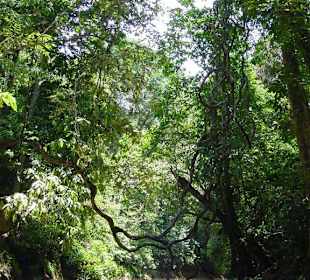 Flusslauf durch den Dschungel