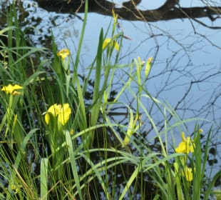 Finkenmoor und Finkenmoorteich im Wernerwald