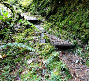 Podocarpus Nationalpark