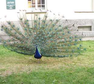 Pfau