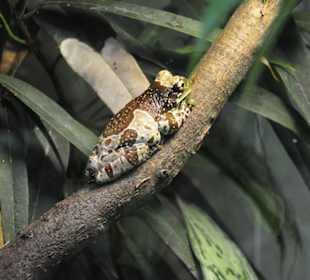 Frosch im Tropenhaus