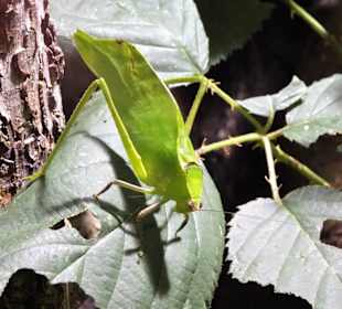 Im Terrarium von Schloss Trauttmansdorff