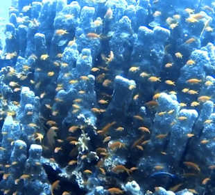 Schnorcheln Marsa Alam