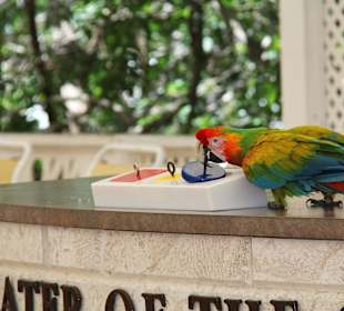 Parrot Show