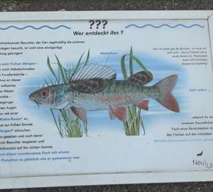 Fischlehrpfad Neu-Ulm