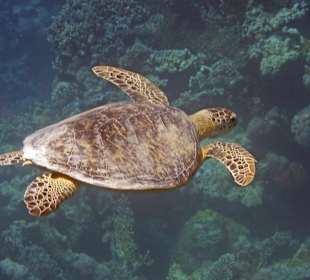 Schnorchelbegleiterin