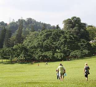 Der größte Figus der Welt im Botanischen Garten