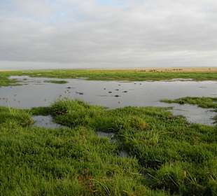 Blick auf den Lake Amboseli