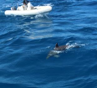 Delfinki - są coraz bliżej 