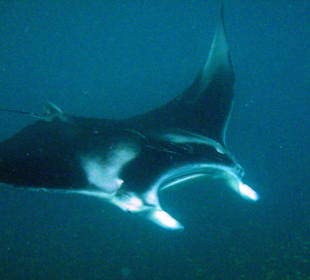 Manta