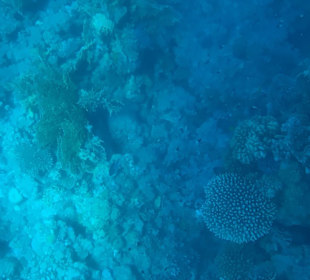 Schnorcheln Makadi Bay