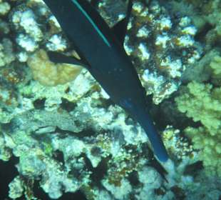 Hausriff Arabia Azur Resort