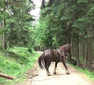 Holzfällung im Naturschutzpark