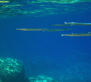 Šnorchlování v oblasti Kalithea