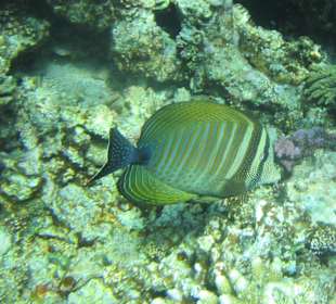 Indischer-Segelflossendoktor